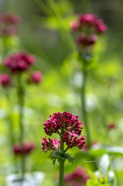 Centranthus ruber çiçekli bitki, Bloom parlak kırmızı pembe çiçekler, yeşil kök ve yaprakları, süs çiçeği