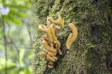 Laurobasidium lauri mantarlar yeşil yosun ile ağaç üzerinde Madeira adada büyüyen