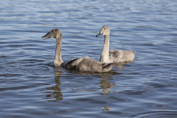 Grupo de cisnes no lago azul, maior família de aves aquáticas, adulto branco, pequenos animais cisnes cinzentos — Fotografia de Stock