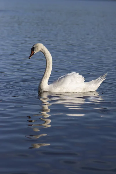 Cisne único no lago azul, maiores aves aquáticas, animal adulto branco — Fotografia de Stock