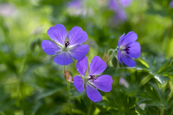 Cranesbills Geranium Rozanne group wild blue violet flowering plant of flowers, beautiful park flowers in bloom — Stock Photo, Image