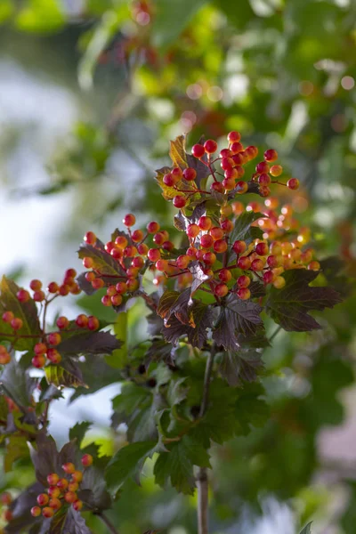 美しい熟成果実、枝に緑の葉を持つ落葉性低木とヴィバーナムオプルスベリー観賞公園の木 — ストック写真
