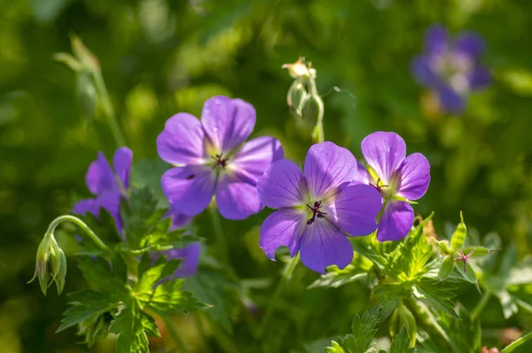 Cranesbills Géranium Rozanne groupe sauvage bleu violet plante à fleurs, belles fleurs du parc en fleurs — Photo