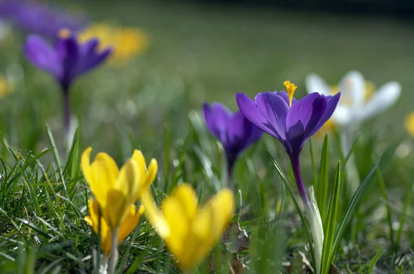 Champ de plantes de crocus vernus à fleurs, groupe de fleurs printanières colorées et brillantes en fleurs — Photo