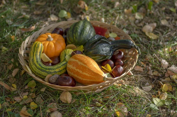 Calabazas decorativas de otoño, varios tipos en canasta de mimbre poco profunda sobre hierba verde y hojas amarillas de otoño, verde y naranja — Foto de Stock