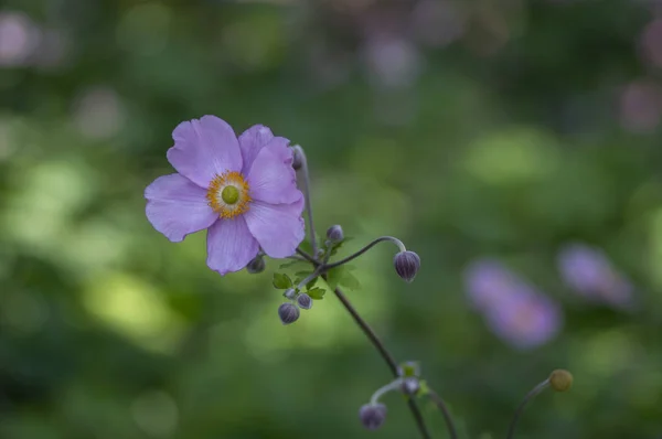 Anemone hupehensis japonica in voller Blüte, schöne rosa blühende Park-Zierpflanze — Stockfoto