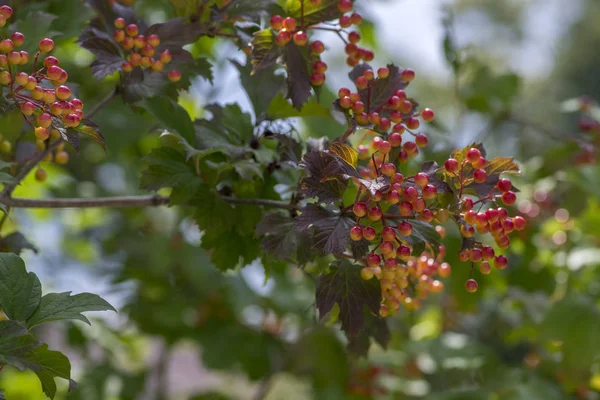 美しい熟成果実、枝に緑の葉を持つ落葉性低木とヴィバーナムオプルスベリー観賞公園の木 — ストック写真