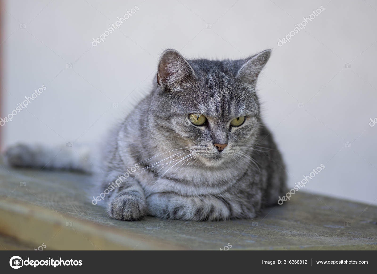 Kucing Termenung Yang Cantik Stok Foto Kucing Termenung Yang Cantik Gambar Bebas Royalti Halaman 2 Depositphotos