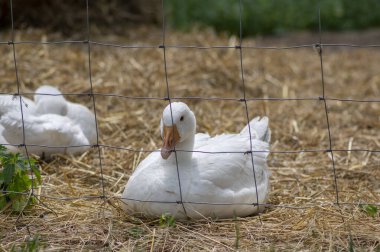 Bir grup evcil kaz yaz güneşinde uyuyor ya da dinleniyor. Beyaz çiftlik kuşları çimenlerin üzerinde yatıyor.