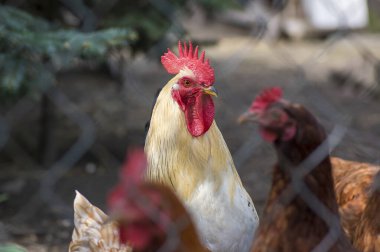 Çiftlikte bahçede beyaz bej horoz kuş, yarar evcil hayvan portresi