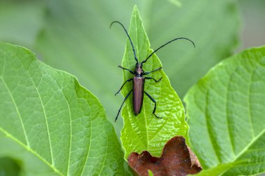 Aromia moschata uzun boynuz böceği yeşil yapraklar üzerinde poz veriyor, uzun antenli büyük misk böceği ve güzel yeşil metalik gövdeli.