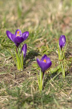 Çiçekli çiğdem vernus bitkilerin Alanı, çiçek parlak renkli erken bahar çiçekleri grubu