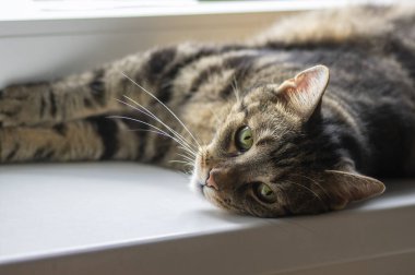 Beyaz pencere pervazında yatan sevimli mermer kedi, güzel yüz, göz teması, evcil tüylü hayvan.