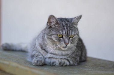 Güzel gümüş mermer kadın kedi dışarıda dinleniyor, tek poz veren hayvan, sıkıcı yüz.