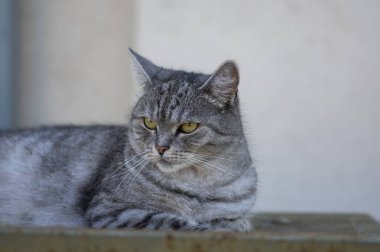 Güzel gümüş mermer kadın kedi dışarıda dinleniyor, tek poz veren hayvan, sıkıcı yüz.