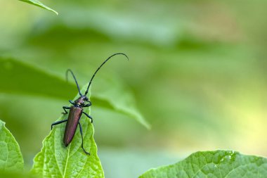 Aromia moschata uzun boynuz böceği yeşil yapraklar üzerinde poz veriyor, uzun antenli büyük misk böceği ve güzel yeşil metalik gövdeli.
