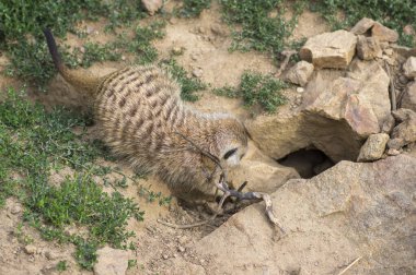 Beautiful meerkat going home in sandy area, funny small african animal