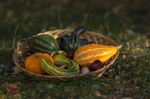 Calabazas decorativas de otoño, varios tipos en canasta de mimbre poco profunda sobre hierba verde y hojas amarillas de otoño, verde y naranja — Foto de Stock