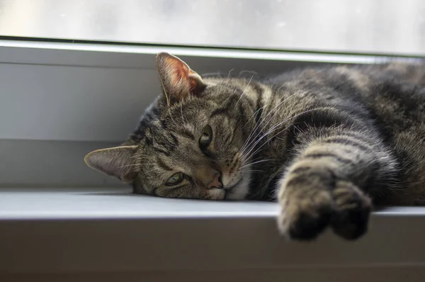 Chat en marbre mignon couché sur le rebord de la fenêtre blanche, beau visage, contact visuel, animal domestique à fourrure — Photo