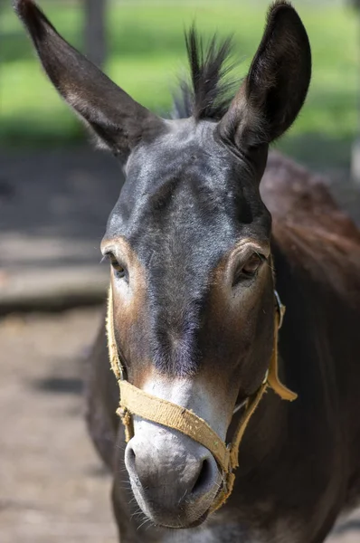 Animal de burro engraçado retrato sério, um animal de fazenda à luz do sol — Fotografia de Stock