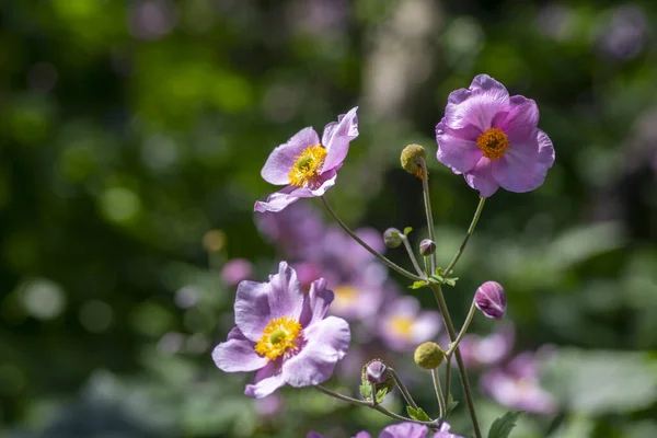 Anemone hupehensis japonica en fleur, belle plante ornementale du parc fleuri rose — Photo