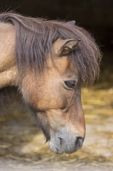 Retrato de pony de shetland marrón claro, hermoso caballo pequeño — Foto de Stock