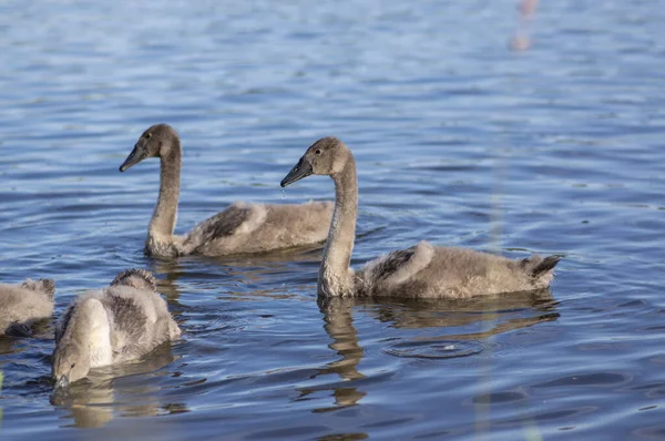 Skupina Labutí na modrém jezeře, největší rodina vodních ptáků, bílá dospělá, šedá malá Labutí zvířata — Stock fotografie