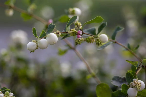 Detalle de bayas de nieve blancas en las ramas de Symphoricarpos albus, hermosos frutos blancos otoñales maduros ornamentales — Foto de Stock