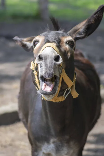 Funny donkey animal portrait, screaming funny face with open mouth, one farm animal