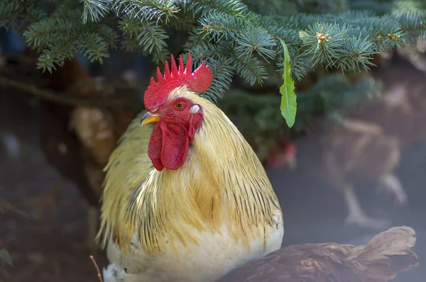 White beige rooster bird in the garden on the farm, portrait of utility domestic animal — Stock Photo, Image