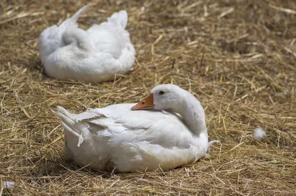 Skupina domácích hus spících nebo relaxujících v letním slunci, bílá hospodářská zvířata na zemi v trávě — Stock fotografie