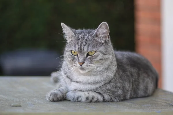 Beautiful silver marble lady cat relaxing oudoors, single posing animal, boring face, eye contact