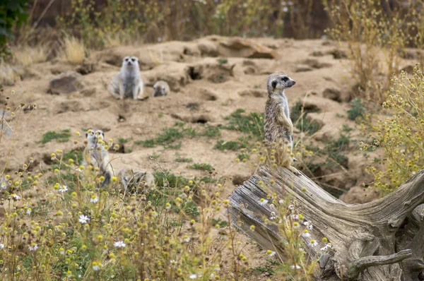 Όμορφη meerkat κρατώντας ένα φύλακα στην αμμώδη περιοχή, αστείο μικρό αφρικανικό ζώο — Φωτογραφία Αρχείου