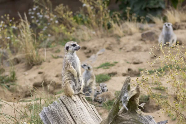 Όμορφη meerkat κρατώντας ένα φύλακα στην αμμώδη περιοχή, αστείο μικρό αφρικανικό ζώο — Φωτογραφία Αρχείου