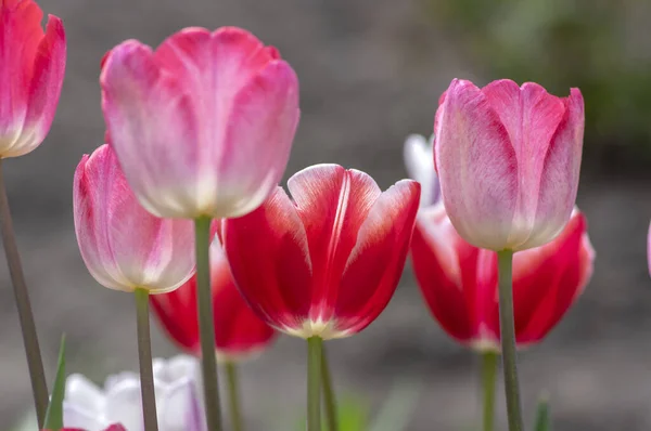 Свежие цветущие тюльпаны в весеннем саду, красивые ранние цветы тюльпана gesneriana в цвету, различные цвета, цветы кучу — стоковое фото