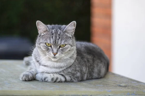 Beautiful silver marble lady cat relaxing oudoors, single posing animal, boring face, eye contact