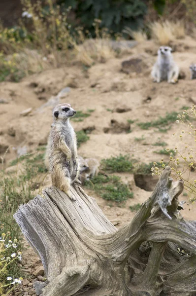 Όμορφη meerkat κρατώντας ένα φύλακα στην αμμώδη περιοχή, αστείο μικρό αφρικανικό ζώο — Φωτογραφία Αρχείου