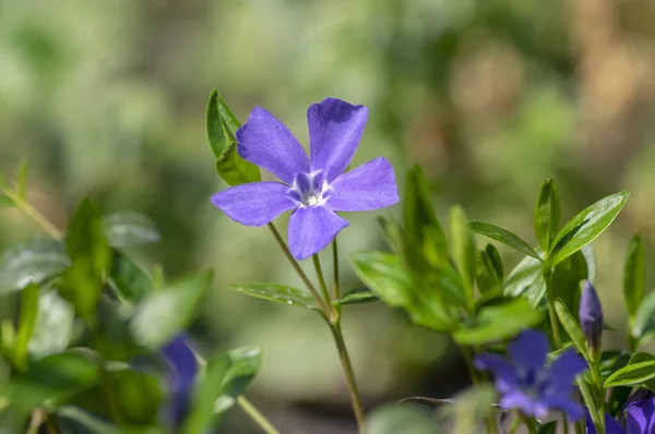 Vinca mindre mindre Periwinkle prydnadsblommor i blom, vanliga Periwinkle blommande växt, krypande blommor — Stockfoto