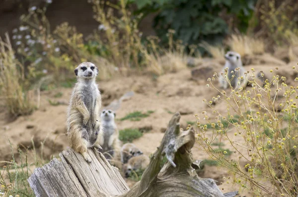 Όμορφη meerkat κρατώντας ένα φύλακα στην αμμώδη περιοχή, αστείο μικρό αφρικανικό ζώο — Φωτογραφία Αρχείου