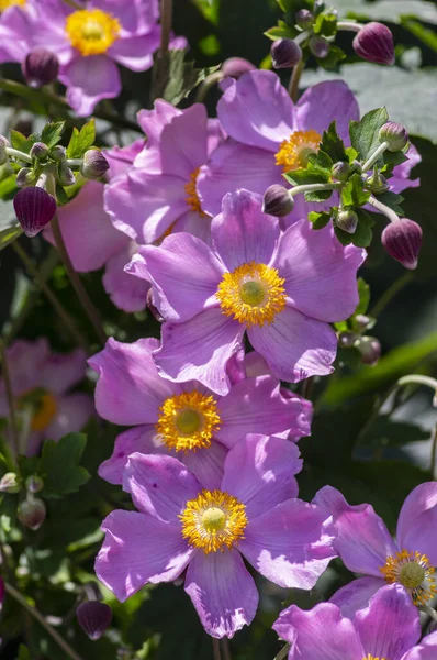 Anemone hupehensis Japonii w rozkwicie, piękny różowy kwitnący Park roślin ozdobnych — Zdjęcie stockowe