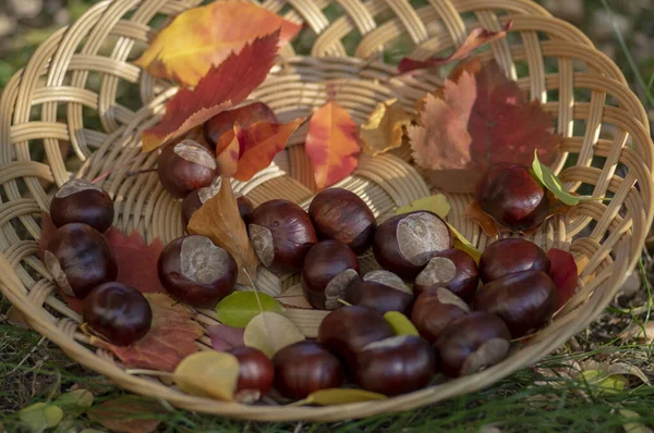 Группа свежих каштанов на мелкой плетеной корзине с сухими красочными осенними листьями в зеленой траве, орехи один за другим на корзине — стоковое фото