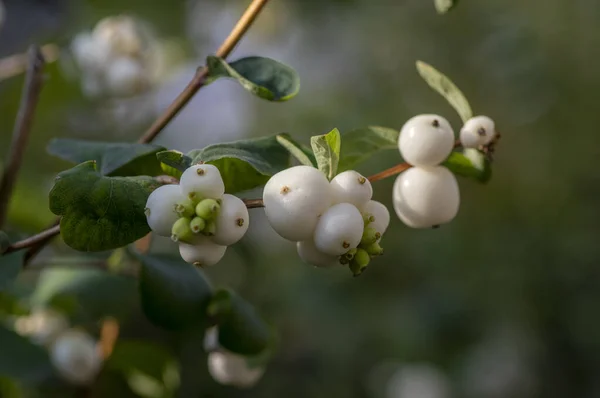 Részlet a hóbogyók fehér Symphoricarpos albus ágak, gyönyörű díszítő érlelt őszi fehér gyümölcsök — Stock Fotó