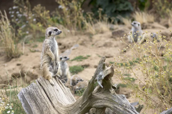 Όμορφη meerkat κρατώντας ένα φύλακα στην αμμώδη περιοχή, αστείο μικρό αφρικανικό ζώο — Φωτογραφία Αρχείου