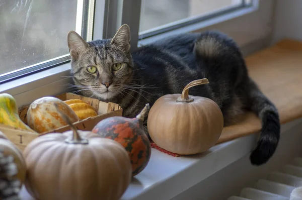 Tajemnicze domowe ciemny marmurowy kot z jego bogactwa dynie na oknie patrząc na czas Halloween — Zdjęcie stockowe