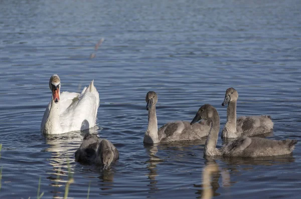 Skupina Labutí na modrém jezeře, největší rodina vodních ptáků, bílá dospělá, šedá malá Labutí zvířata — Stock fotografie