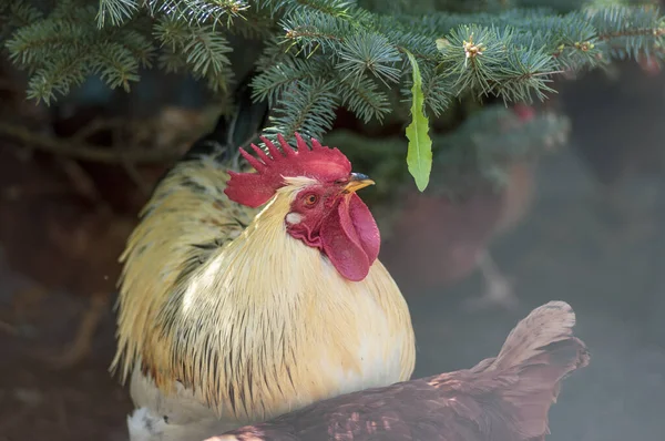 White beige rooster bird in the garden on the farm, portrait of utility domestic animal — Stock Photo, Image