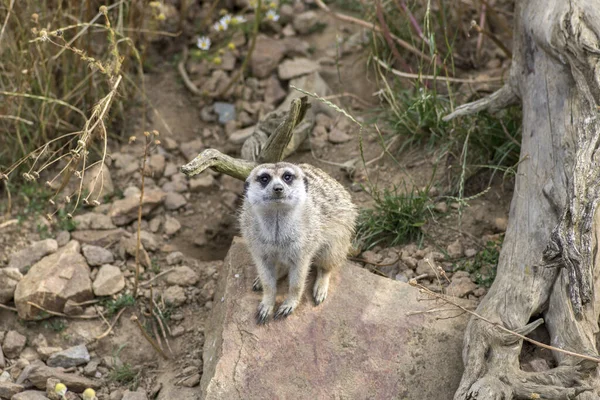 Όμορφη meerkat βλέποντας σε αμμώδη περιοχή, αστείο μικρό αφρικανικό ζώο, οπτική επαφή — Φωτογραφία Αρχείου