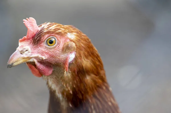 Red brown hen bird in the garden on the farm, portrait of utility domestic animal — Stock Photo, Image