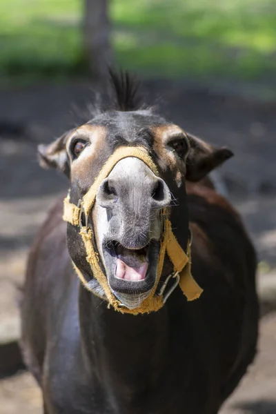 面白いロバの動物の肖像画、口を開けて面白い顔を叫んで、 1つの農場の動物 — ストック写真