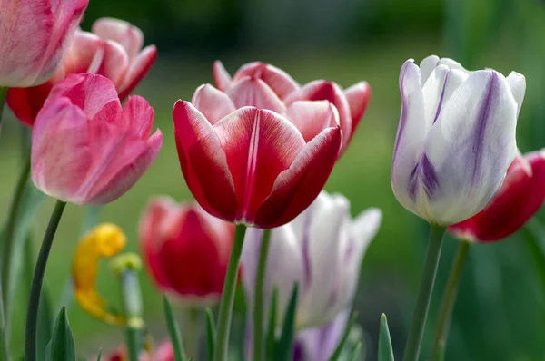 Tulipes fraîches à fleurs dans le jardin printanier, belles fleurs précoces de tulipa gesneriana en fleur, diverses couleurs, bouquet de fleurs — Photo